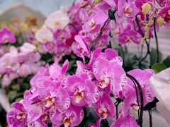 -中环花鸟鱼虫市场
