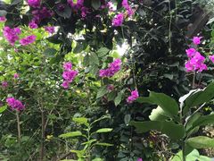 -呀路古热带植物园