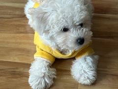 -翊宠yipet猫狗购宠庄园犬舍•猫舍