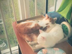 -北京赛佳动物医院