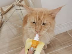 -李小姐の猫咖啡馆(五角场店)