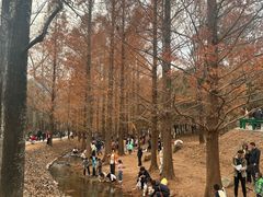 -白水寺森林公园