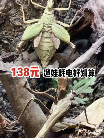 138元遛娃耗电好划算