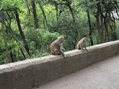 -黔灵山公园