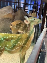 -酷嗒动物文化乐园(cutezoo西溪乐天城店)