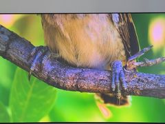 -JMGO坚果投影(长宁龙之梦店)