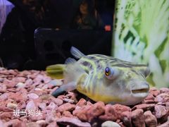 -上海海洋水族馆