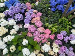 -深圳仙湖植物园