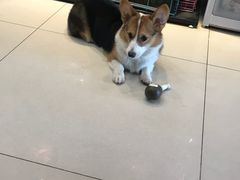 -精灵岛宠物生活馆(洪泽花园店)