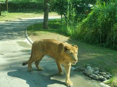 -北京野生动物园