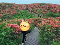 -大围山国家森林公园