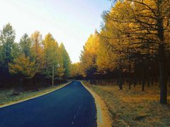 -塞罕坝国家级自然保护区