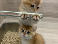 -飞行喵MR PILOT|猫舍·猫咖(静安大融城店)