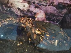 -上海大自然野生昆虫馆(东方明珠·爬宠昆虫探索中心)