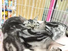 -全心全意连锁动物医院(石景山店)