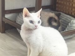 -卿云猫阁猫咖