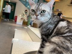 -飞行喵MR PILOT|猫舍·猫咖(静安大融城店)