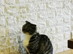 -平行世界·猫咖(首经贸店)