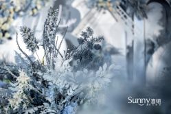 -Sunny喜铺婚礼策划(东部店)