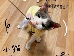 -猫大福·Fortune Cat猫舍(百子湾店)