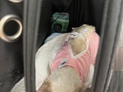 -美联众合动物医院·24h京西诊疗中心