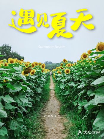 北京必来赏花拍照地——打卡奥森向日葵，元气满满过周末