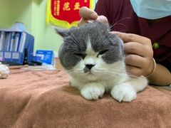 -瑞鹏宠物医院·夜间急症·心超·猫科(祖庙分店)