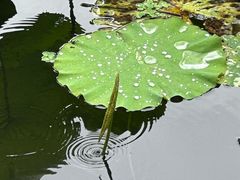 -荔湾湖公园