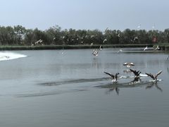 -南大港湿地风景区