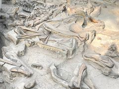 -自贡恐龙博物馆