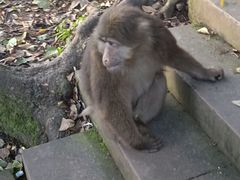 -峨眉山风景名胜区