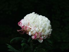 -北京植物园-展览温室