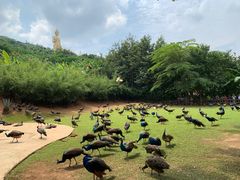 -西双版纳勐泐文化旅游区