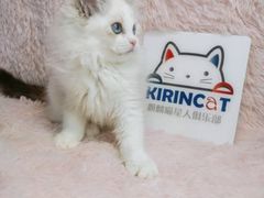 -十年猫舍·猫咪专门店(普陀店)