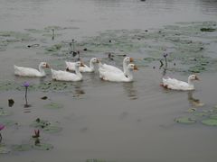 -大湾区中央湿地公园