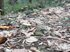 -上海佘山国家森林公园天马山园