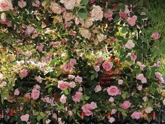 -第101座花园餐厅(湖滨88店)