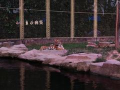 -上海野生动物园