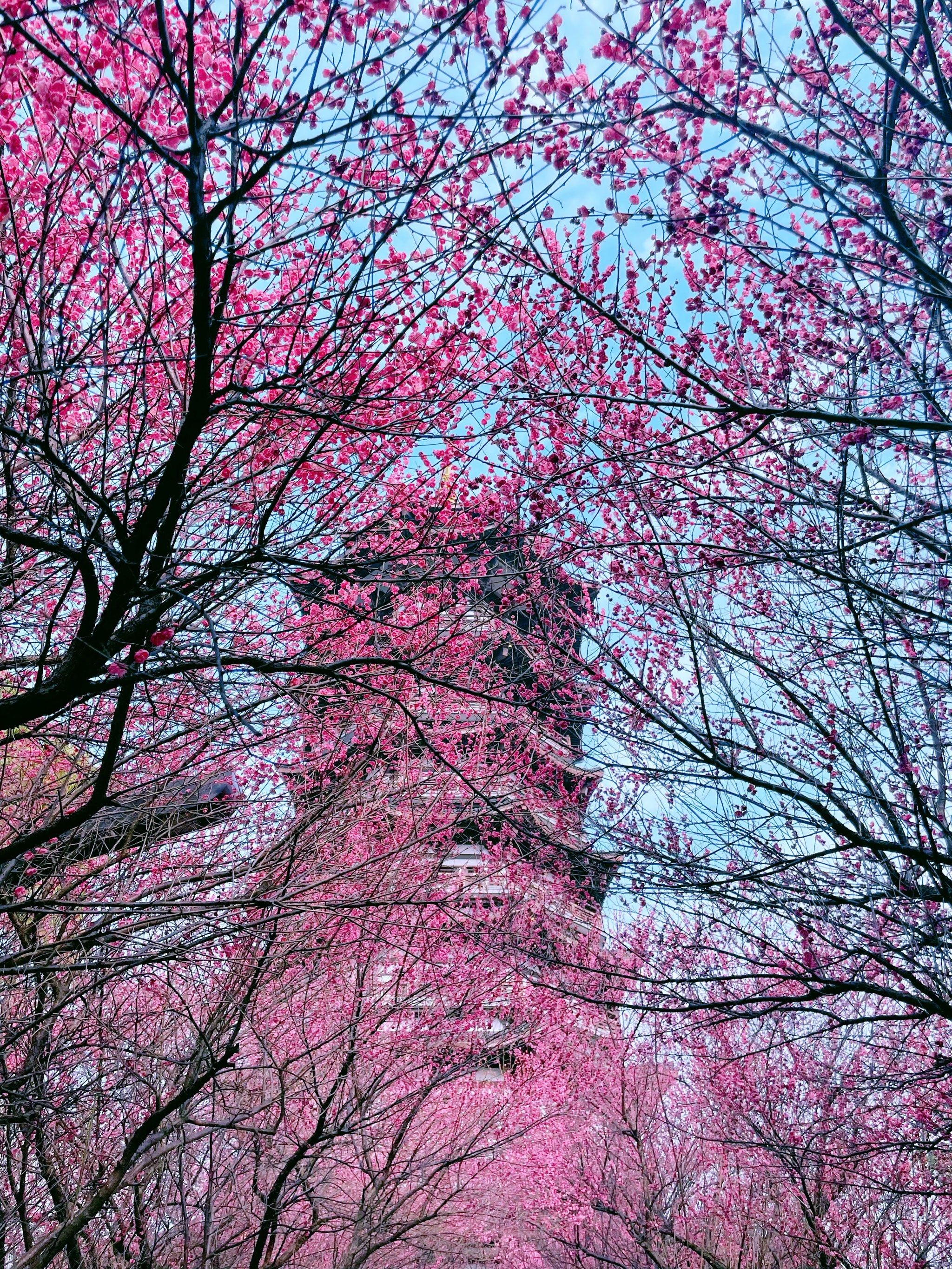 请你赏梅 洋湖湿地公园梅花开正欢 春已归