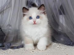 -70cat德文卷毛猫·缅因猫纯种猫舍