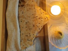 餐前面包-蝶舍·MAISON PAPILLON