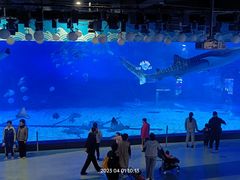 -烟台海昌鲸鲨海洋公园