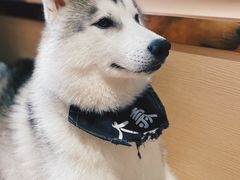 -Husky Go! 哈士奇体验馆·宠物咖啡厅狗咖