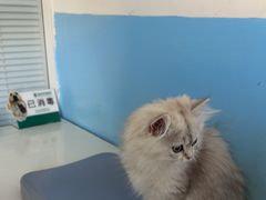 -瑞派福兴宠物医院犬猫全科·骨科·中西医结合(河东店)