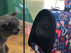 -70cat德文卷毛猫·缅因猫纯种猫舍