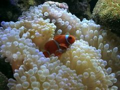 android_upload_pic-山东柏宁水族批发广场