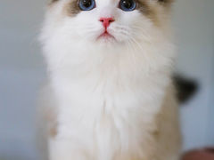 -lincat·猫舍(广州店)