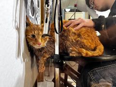 -悠尼宠物·独立低压伊珊娜洗护·美容·寄养(兰谷路店)