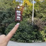 来青城山必吃的酸汤鱼给真是给人香迷糊了