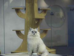 -BABIT巴比特宠物(MOMOPARK店)